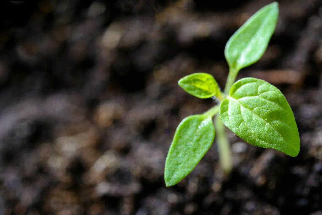 sustainable practices